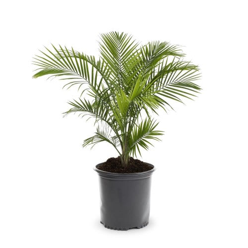 Areca Palm are great for containers Tree, height, width, and number of trunks are important to your landscaping project