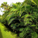 Areca Palm - Butterfly Palm – Plant It Tampa Bay