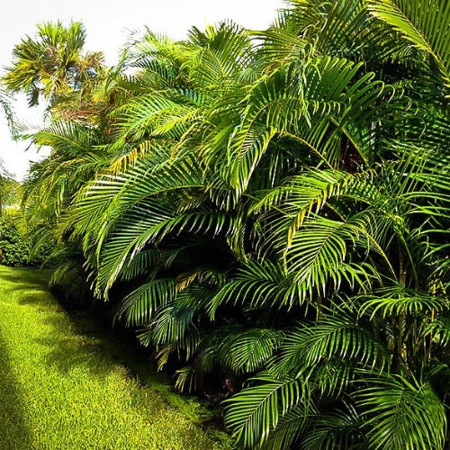 Great hedge or privacy plant Areca Palm Tree, height, width, and number of trunks are important to your landscaping project