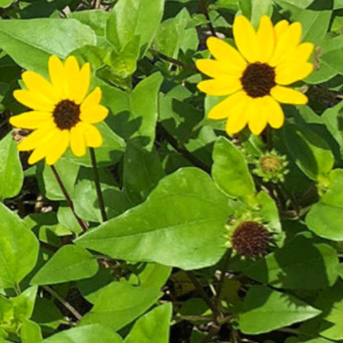 Beach Sunflower - Plant It Tampa Bay