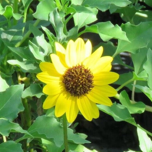 Beach Sunflower - Plant It Tampa Bay