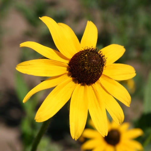 Black-Eyed Susan - Plant It Tampa Bay