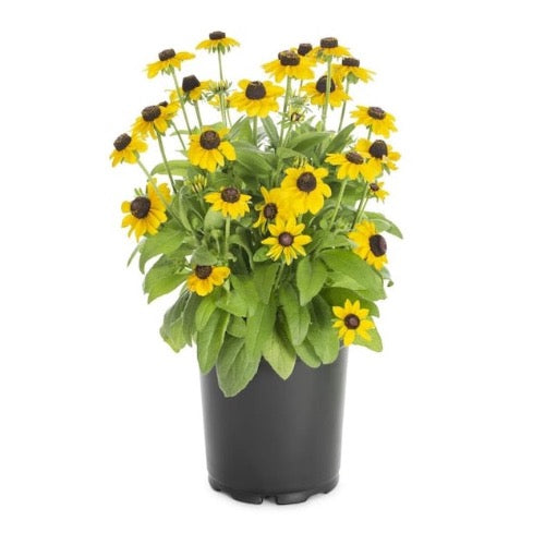 black-eyed susan goldsturm rudbeckia - live plant - gallon pot Black-Eyed Susan – Plant It Tampa Bay