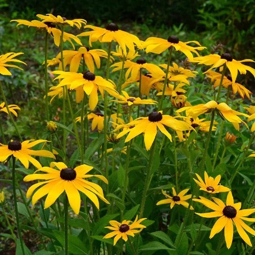 Black-Eyed Susan - Plant It Tampa Bay