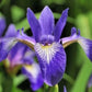 Blue Flag Iris - Plant It Tampa Bay