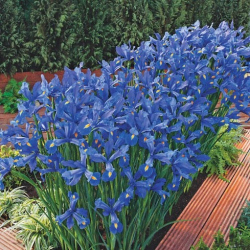 Blue Flag Iris - Plant It Tampa Bay