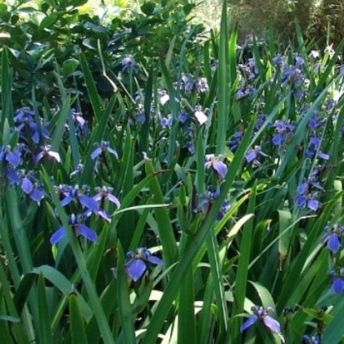 Blue Flag Iris - Plant It Tampa Bay