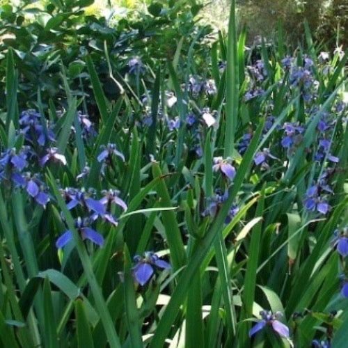 Liriope Super Blue - Plant It Tampa Bay
