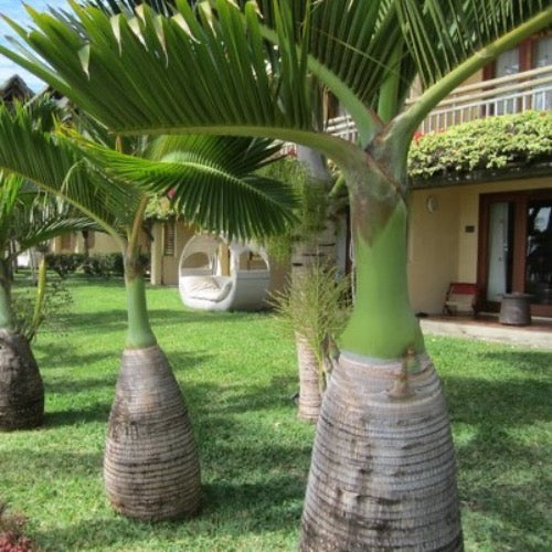 "Enhance your landscape with the unique Bottle Palm Tree. Its compact size and distinctive bottle-shaped trunk make it a captivating addition. Find care tips and more here." Plant It Tampa Bay