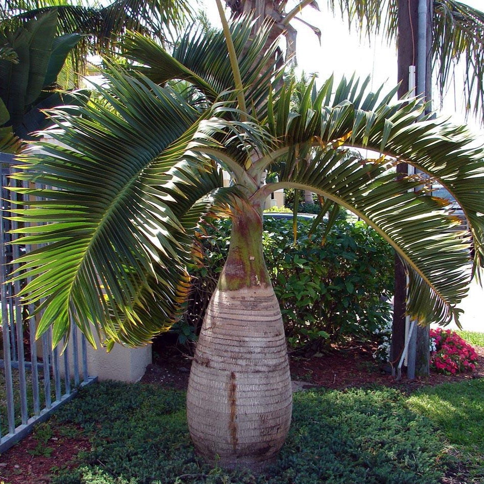 "Image of the striking Bottle Palm Tree, showcasing its unique bottle-shaped trunk and lush, rounded fronds. Perfect for tropical landscaping inspiration." - Plant It Tampa Bay