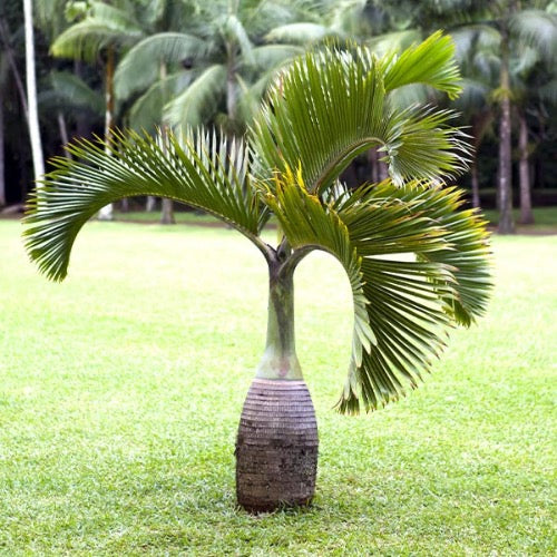 Bottle Palm - Plant It Tampa Bay