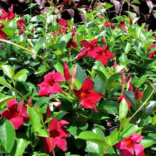 Mandevilla