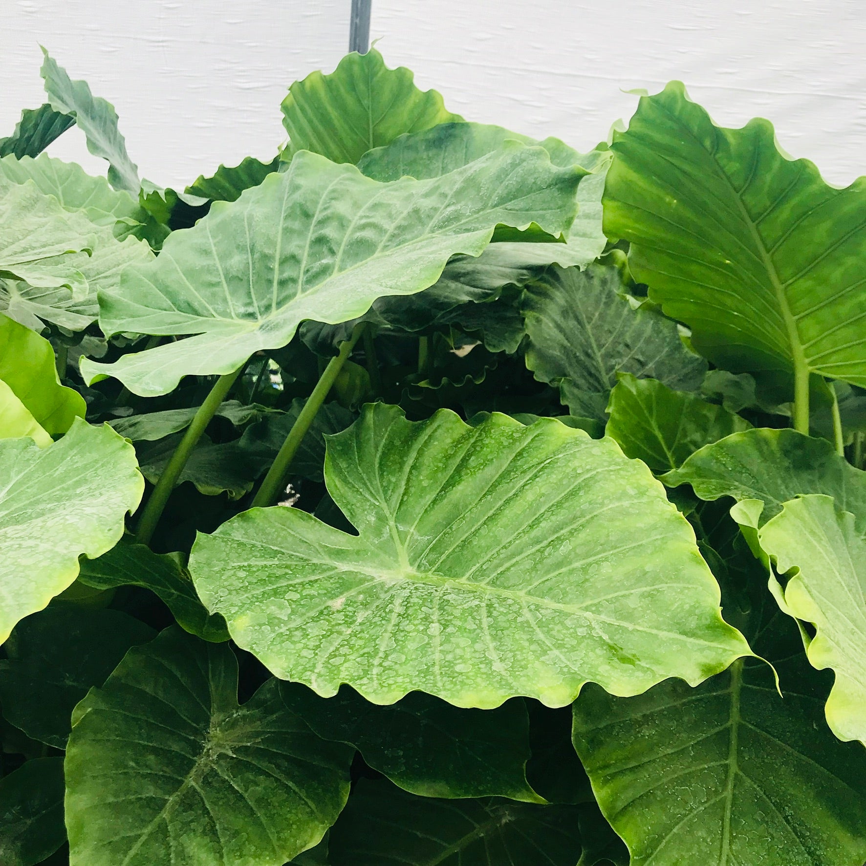 elephant ear plants for sale sunshine coast California Alocasia Shrub I Elephant Ears – Plant It Tampa Bay