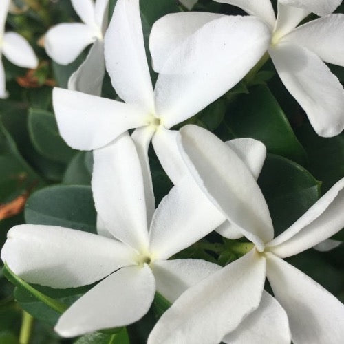 Carissa varieties Natal Plum Boxwood Beauty  and Emerald Blanket - Plant It Tampa Bay