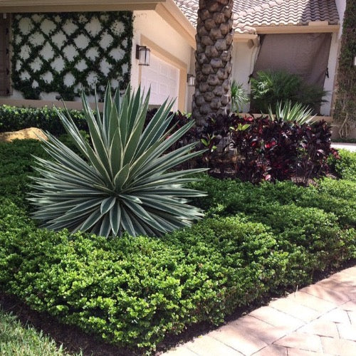 Carissa varieties Natal Plum Boxwood Beauty  and Emerald Blanket - Plant It Tampa Bay
