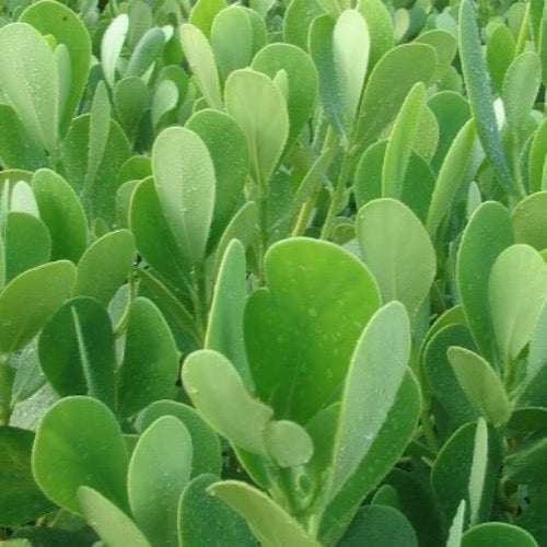 Best Low Border Plants for Florida: Stunning Choices for Your Garden 2 Best Low Border Plants for Florida: Stunning Choices for Your Garden