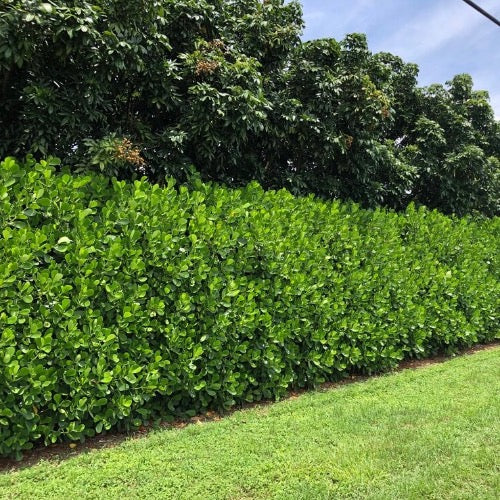 Clusia, Small Leaf - Plant It Tampa Bay