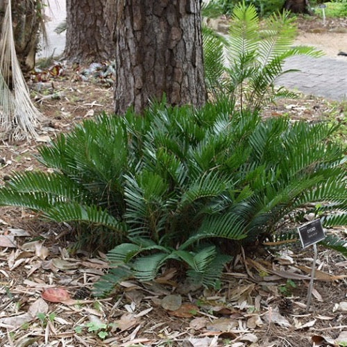Coontie - Plant It Tampa Bay