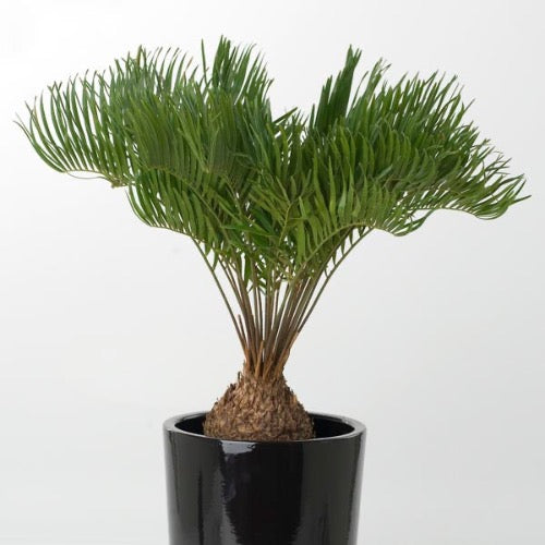 Coontie - Plant It Tampa Bay