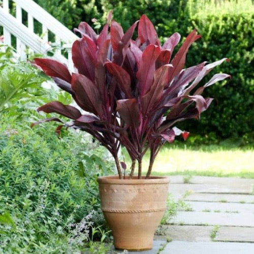 Hawaiian TI Plant - Plant It Tampa Bay