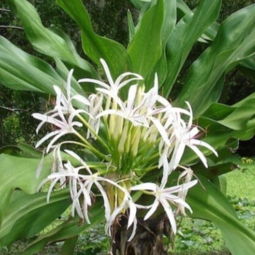 Crinum lily - Plant It Tampa Bay