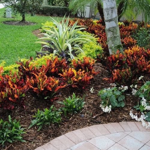 Croton Mammy - Plant It Tampa Bay