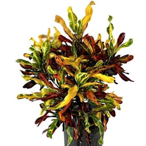 Croton Mammy - Plant It Tampa Bay