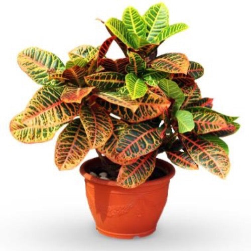 Croton Petra Plant - Plant It Tampa Bay