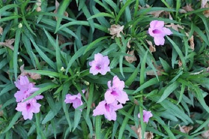 Petunia - Mexican Bluebell Dwarf - Plant It Tampa Bay