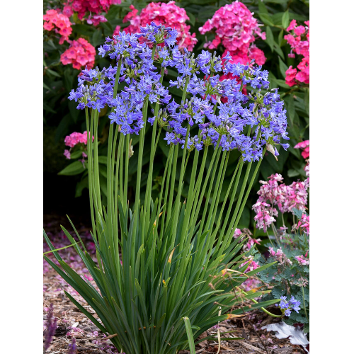 Agapanthus Peter Pan "Dwarf" - Plant It Tampa Bay