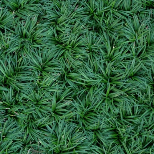 Mondo Grass Dwarf - Plant It Tampa Bay