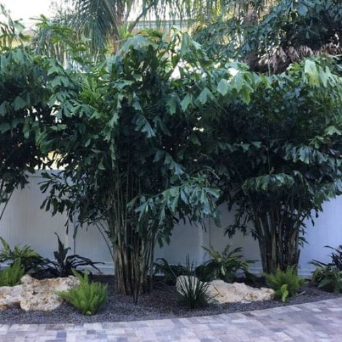 Fishtail Palm - Plant It Tampa Bay