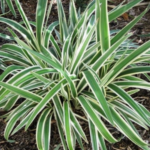 Flax Lilly - Plant It Tampa Bay