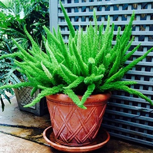Foxtail Fern - Plant It Tampa Bay