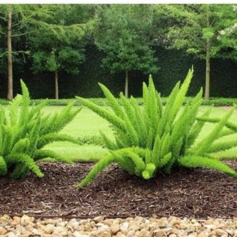 Foxtail Fern - Plant It Tampa Bay