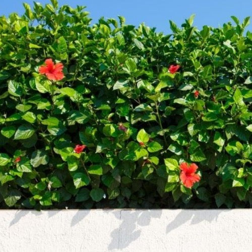 Hibiscus Bush - Plant It Tampa Bay