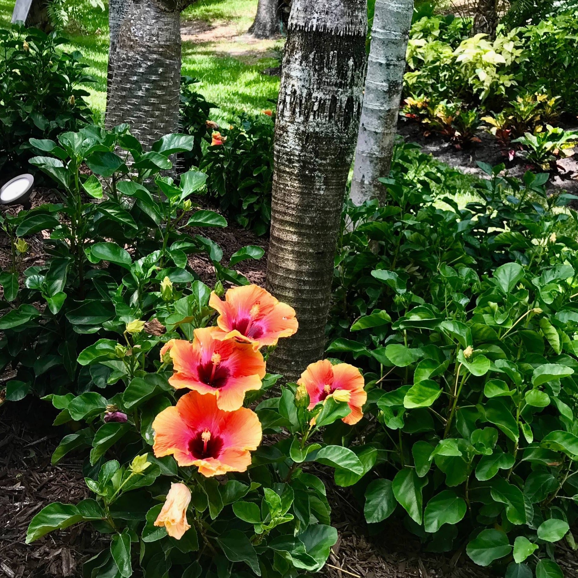 saucer hibiscus plant Hibiscus Bush