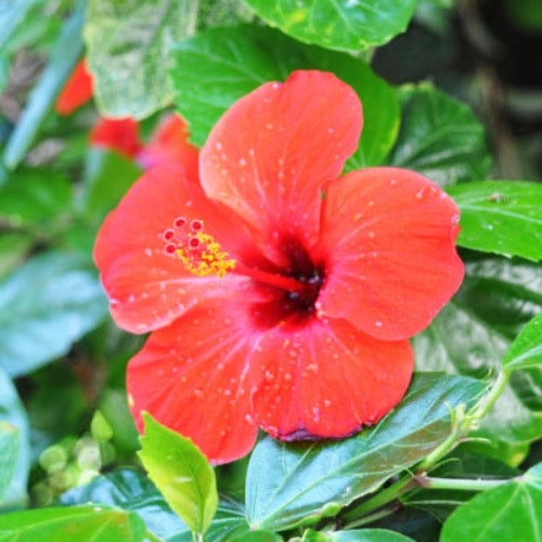 Hibiscus Bush - Plant It Tampa Bay