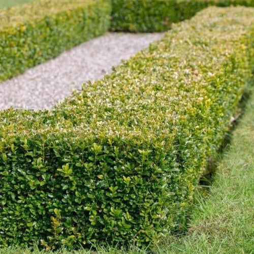 Boxwood Japanese - Plant It Tampa Bay