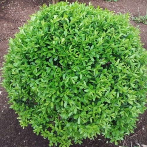 Boxwood Japanese - Plant It Tampa Bay