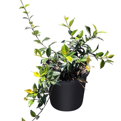 Jasmine Minima - Plant It Tampa Bay