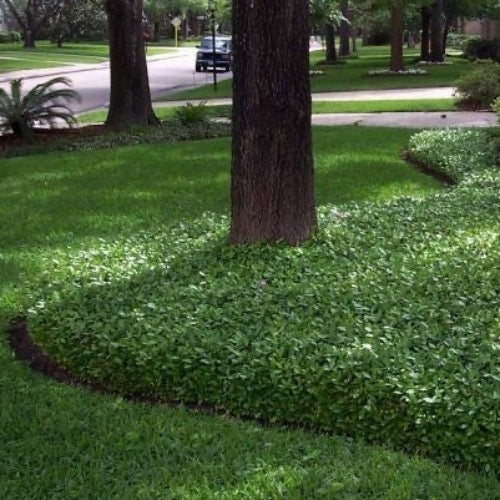 Jasmine Minima - Plant It Tampa Bay