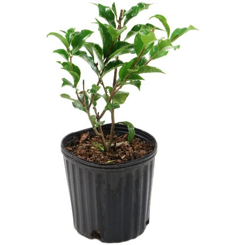 Jasmine Variegated Star - Plant It Tampa Bay