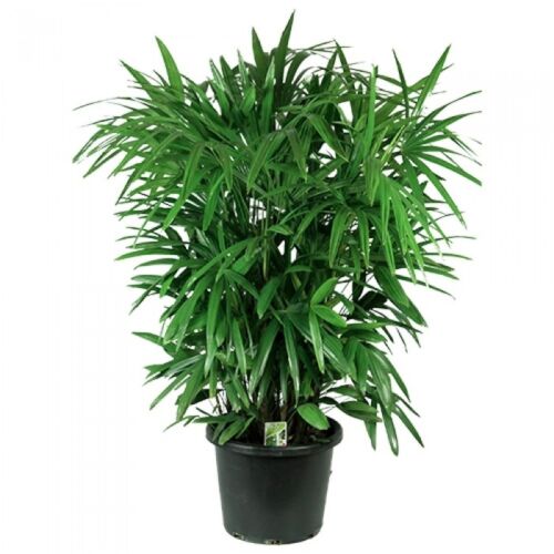 lady palm plant price Lady Palm – Plant It Tampa Bay