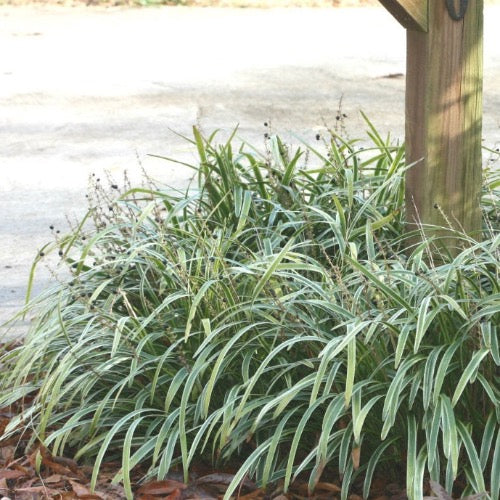 Aztec Liriope - Plant It Tampa Bay