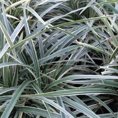 Aztec Liriope - Plant It Tampa Bay