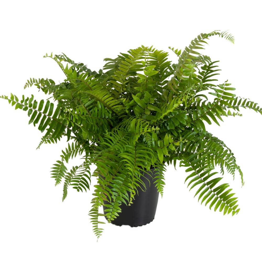 Macho ferns - Plant It Tampa Bay