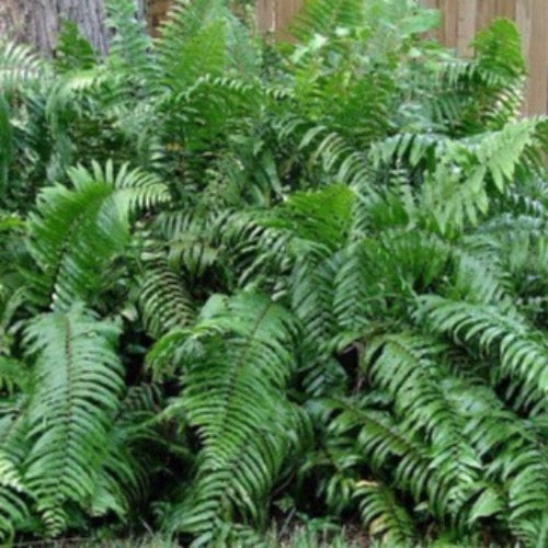 Macho ferns - Plant It Tampa Bay