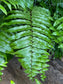 Macho ferns - Plant It Tampa Bay