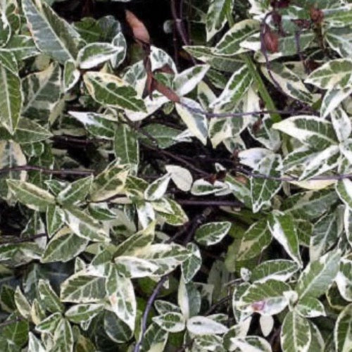 Minima Jasmine Variegated - Plant It Tampa Bay